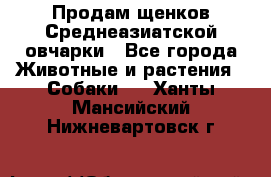 Продам щенков Среднеазиатской овчарки - Все города Животные и растения » Собаки   . Ханты-Мансийский,Нижневартовск г.